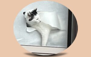 心のバウンダリー